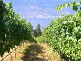 Filename=2006-08-13-arrowleaf-winery-0140.JPG
Filesize=1689KiB
Dimensions=3072x2304
Date added=Sep 22, 2006 2006-08-13-arrowleaf-winery-0140.JPG