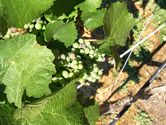 Filename=2006-08-13-arrowleaf-winery-0143.JPG
Filesize=1342KiB
Dimensions=3072x2304
Date added=Sep 22, 2006 2006-08-13-arrowleaf-winery-0143.JPG