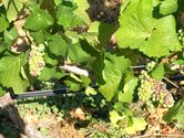 Filename=2006-08-13-arrowleaf-winery-0145.JPG
Filesize=1318KiB
Dimensions=3072x2304
Date added=Sep 22, 2006 2006-08-13-arrowleaf-winery-0145.JPG