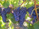 2006-08-25-poplar-grove-winery-0064.JPG