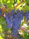 2006-08-25-poplar-grove-winery-0065.JPG