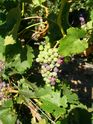 Filename=2006-08-25-poplar-grove-winery-0072.JPG
Filesize=1077KiB
Dimensions=2304x3072
Date added=Dec 10, 2006 2006-08-25-poplar-grove-winery-0072.JPG