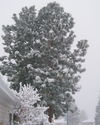 Filename=2006-12-14-0022.JPG
Filesize=3056KiB
Dimensions=2043x2550
Date added=Dec 14, 2006 2006-12-14-0022.JPG