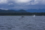 Filename=20090620_Tofino_2136.jpg
Filesize=558KiB
Dimensions=1200x800
Date added=Aug 03, 2009 20090620_Tofino_2136.jpg