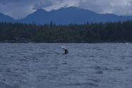 Filename=20090620_Tofino_2152.jpg
Filesize=476KiB
Dimensions=1200x800
Date added=Aug 03, 2009 20090620_Tofino_2152.jpg