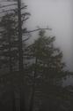 Filename=20091017_Fog2_7164.jpg
Filesize=431KiB
Dimensions=800x1200
Date added=Oct 31, 2009 20091017_Fog2_7164.jpg