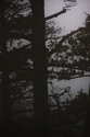 Filename=20091017_Fog2_7169.jpg
Filesize=547KiB
Dimensions=800x1200
Date added=Oct 31, 2009 20091017_Fog2_7169.jpg