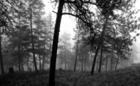 20091017_Fog_7082.jpg